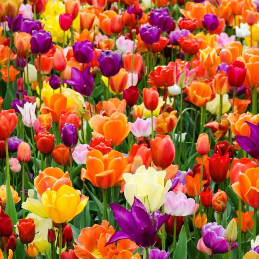 3D Pop Up Cards Manufacturer – Pop Up Cards Wholesale Supplier Vietnam